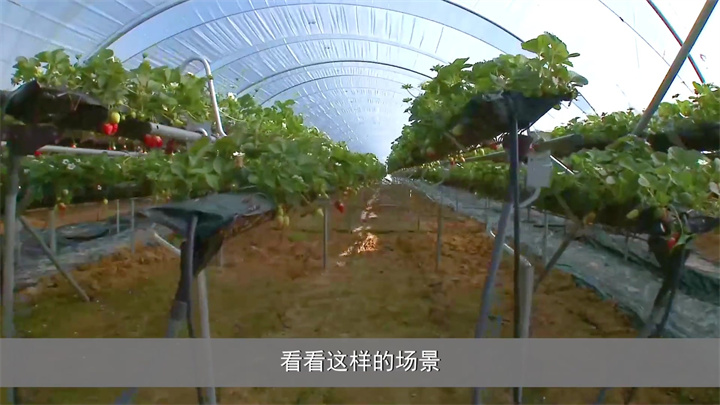 种草莓还能旋转着种？这种智慧农业种植技术要比普通的增产好几倍