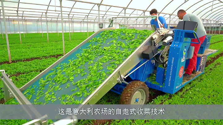 智能收菜技术标准化叶菜农场作业，促进蔬菜种植工业化