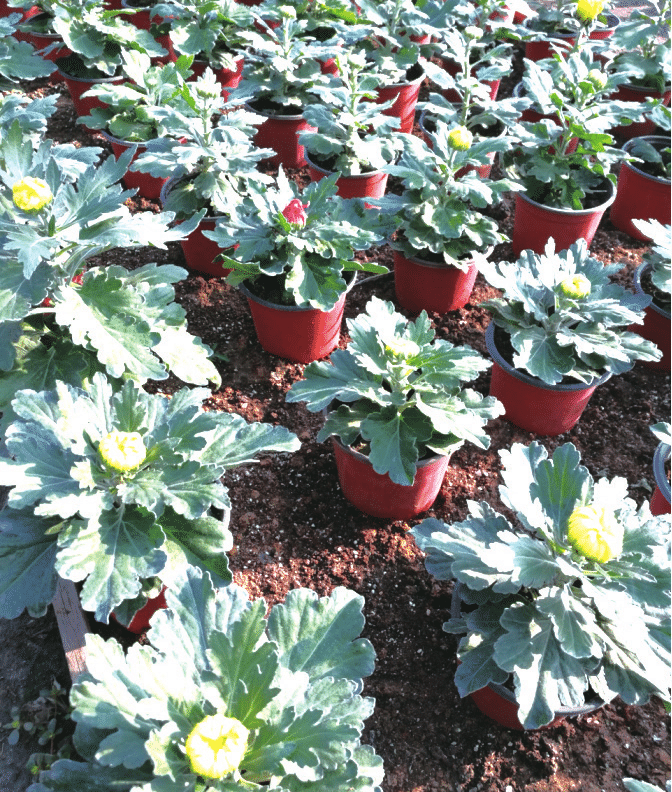 案头菊的栽培管理技术，茶菊栽培技术