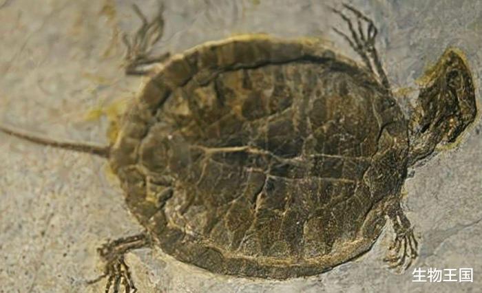 乌龟的壳是怎么进化的，乌龟的壳是怎么