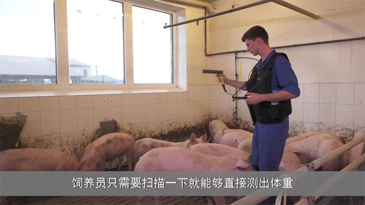 高科技智能化养猪，养几千头猪一个人就能完成